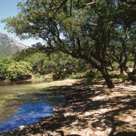 Campo de Gibraltar
