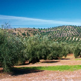Provincia de Jaén 2