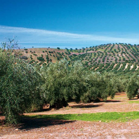 Provincia de Jaén