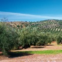 Provincia de Jaén