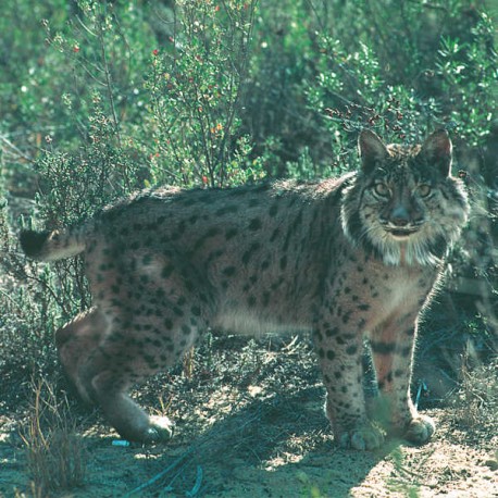 Andalucía Natural