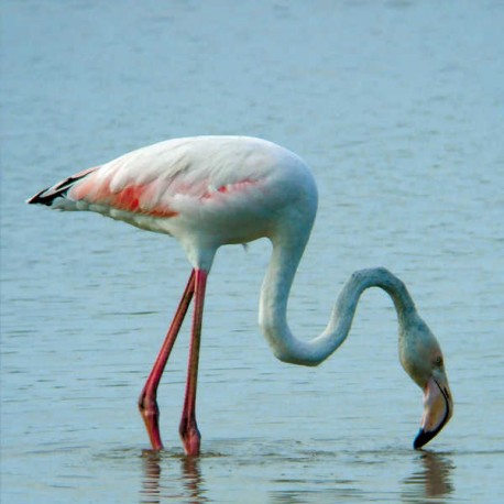 Bird-watching Tourism