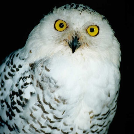 Bird-watching Tourism